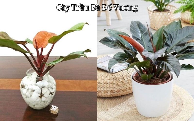 Cây Trầu Bà Đế Vương